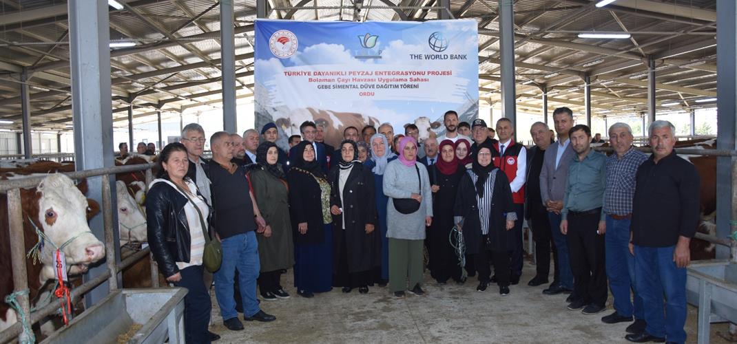 TULIP PROJESİ İLE 22 ÜRETİCİYE 66 ADET  GEBE SİMENTAL DÜVE DAĞITILDI