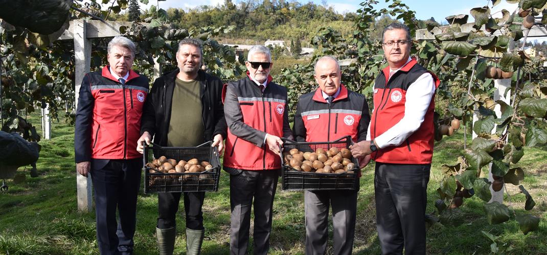 COĞRAFİ İŞARETLİ “ORDU KİVİSİ”NDE HASAT BAŞLADI