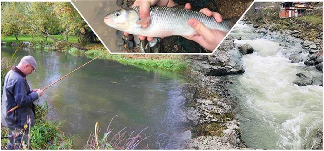 İLİMİZDE SAZANGİLLER AV YASAĞI 1 NİSAN’DA BAŞLIYOR