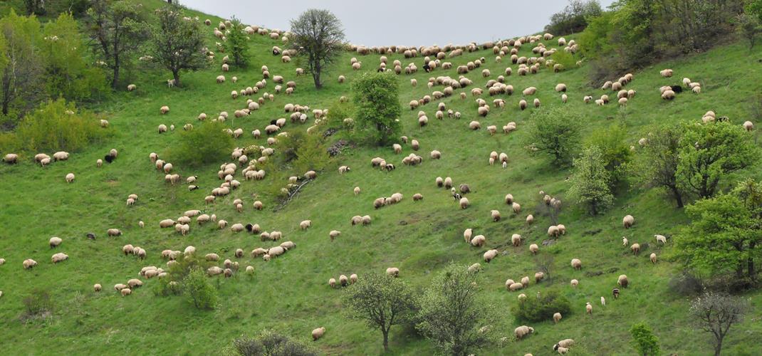 KIRSALDA BEREKET KÜÇÜKBAŞA DESTEK PROJESİ 