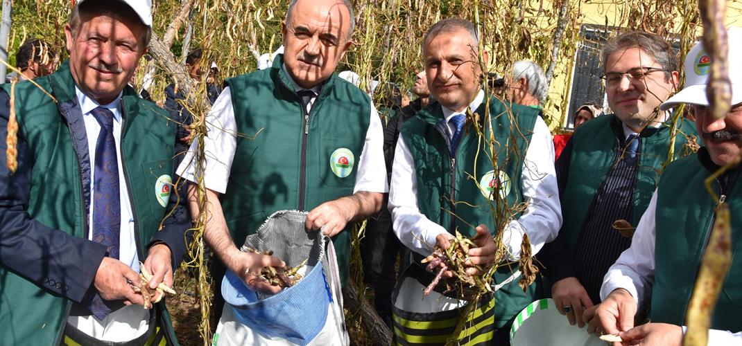 AKKUŞ’TA COĞRAFİ İŞARETLİ ŞEKER FASULYESİ HASAT ŞENLİĞİ GERÇEKLEŞTİRİLDİ