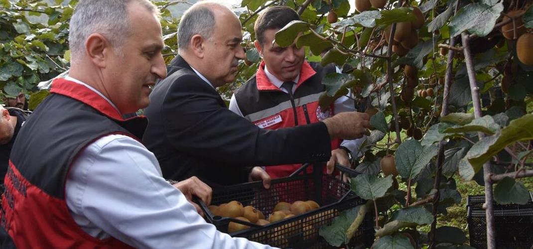 COĞRAFİ İŞARETLİ “ORDU KİVİSİ”NDE HASAT BAŞLADI