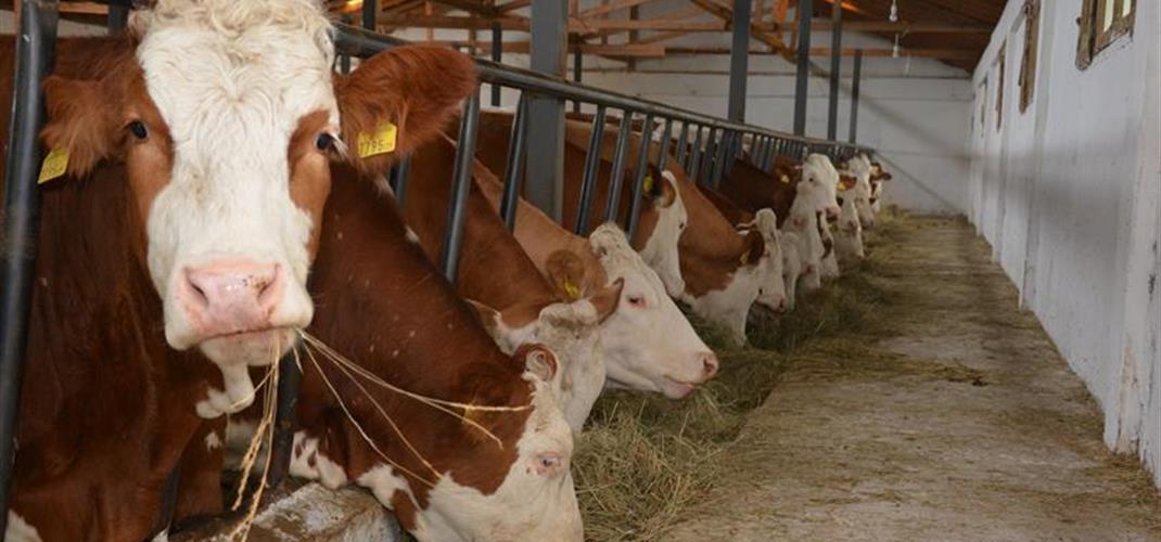 HAYVANCILIK DESTEKLEMELERİ UYGULAMA TEBLİĞİ (TEBLİĞ NO: 2024/23)'NDE DEĞİŞİKLİK YAPILMASINA DAİR TEBLİĞ (TEBLİĞ NO: 2025/30) YAYIMLANDI