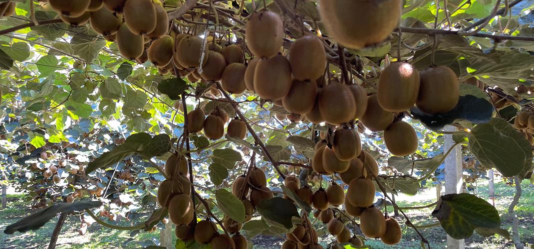  COĞRAFİ İŞARETLİ ORDU KİVİSİNDE HASAT BAŞLIYOR   ERKEN HASATTAN KAÇINALIM